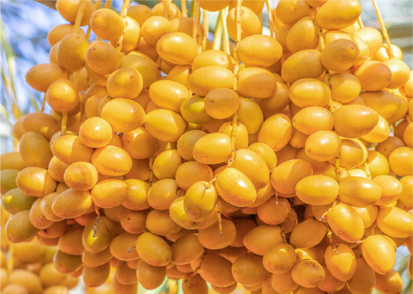 Olive oil and fresh olives